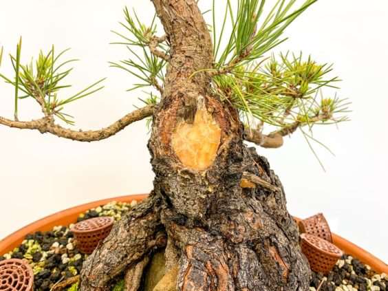 怎么修剪黑松盆景牺牲枝来平衡活力 图片