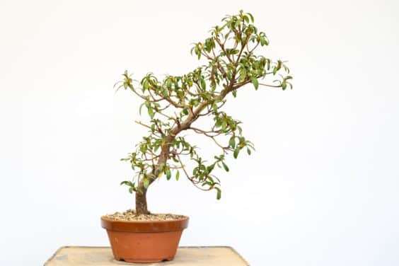 怎么通过观察叶子来确定杜鹃花盆景的颜色