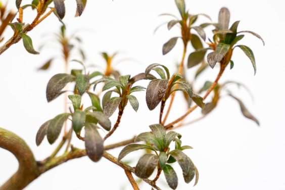 怎么通过观察叶子来确定杜鹃花盆景的颜色