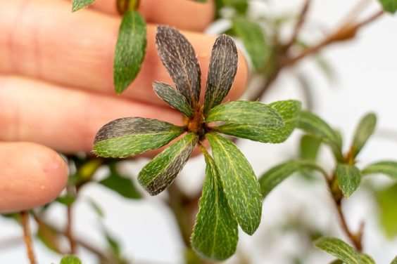 怎么通过观察叶子来确定杜鹃花盆景的颜色