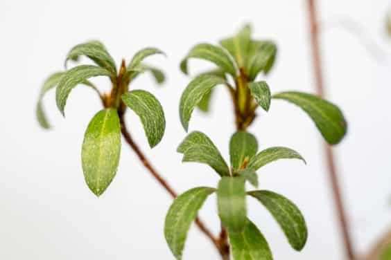 怎么通过观察叶子来确定杜鹃花盆景的颜色