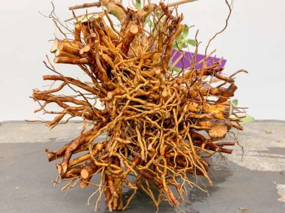 图解 小月盆景怎么换盆的21个过程