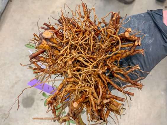 图解 小月盆景怎么换盆的21个过程