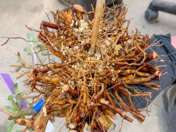 图解 小月盆景怎么换盆的21个过程