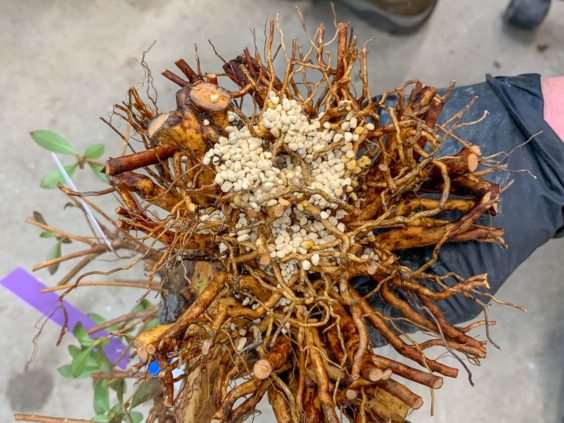 图解 小月盆景怎么换盆的21个过程