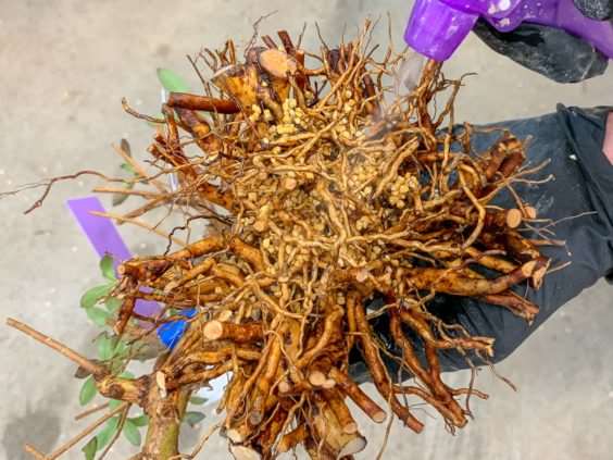 图解 小月盆景怎么换盆的21个过程