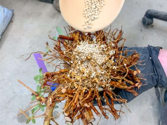 图解 小月盆景怎么换盆的21个过程