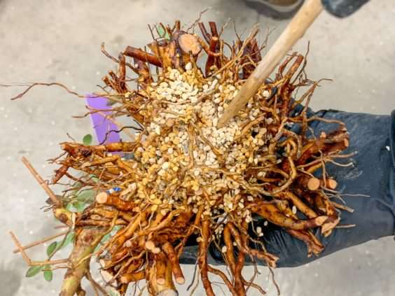 图解 小月盆景怎么换盆的21个过程