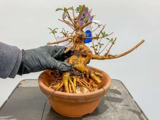 图解 小月盆景怎么换盆的21个过程