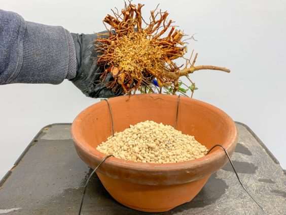 图解 小月盆景怎么换盆的21个过程