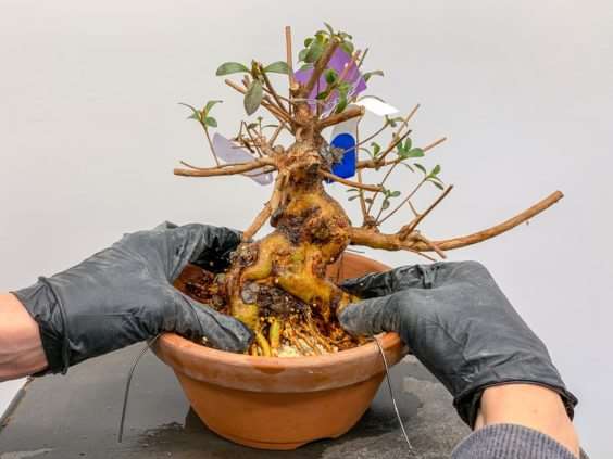 图解 小月盆景怎么换盆的21个过程