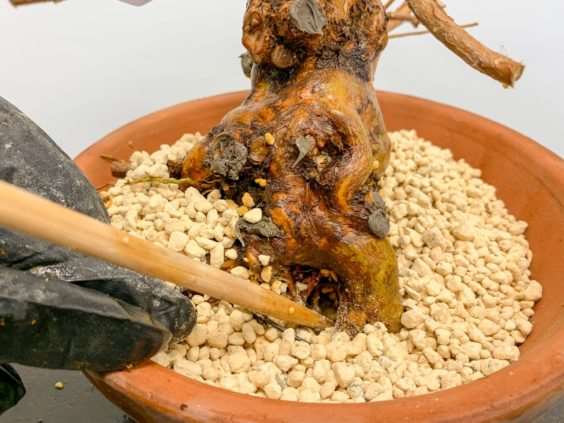 图解 小月盆景怎么换盆的21个过程