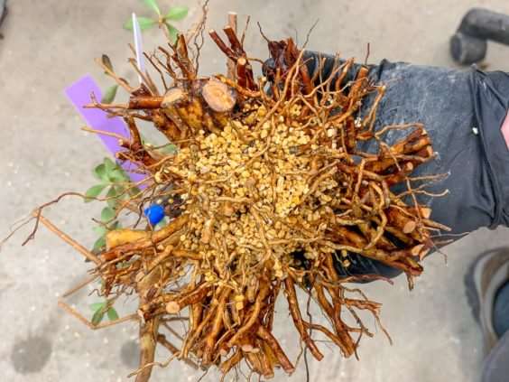 图解 小月盆景怎么换盆的21个过程