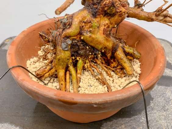 图解 小月盆景怎么换盆的21个过程