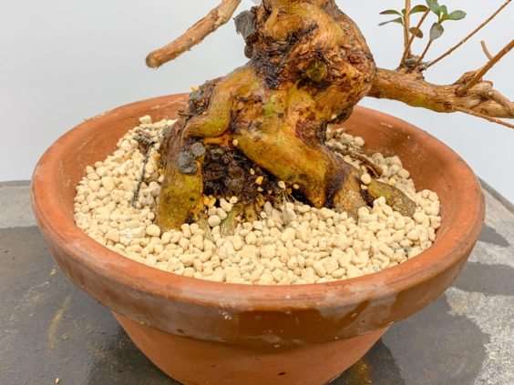 图解 小月盆景怎么换盆的21个过程