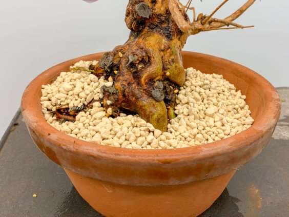 图解 小月盆景怎么换盆的21个过程