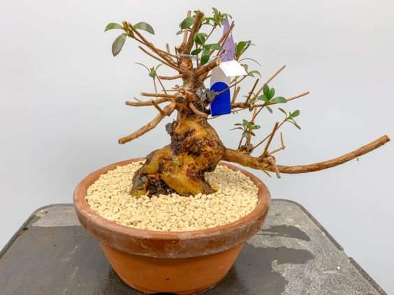 图解 小月盆景怎么换盆的21个过程