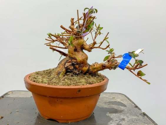 图解 小月盆景怎么换盆的21个过程