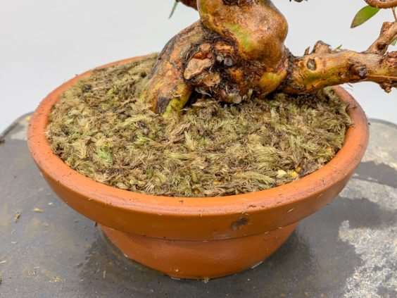 图解 小月盆景怎么换盆的21个过程