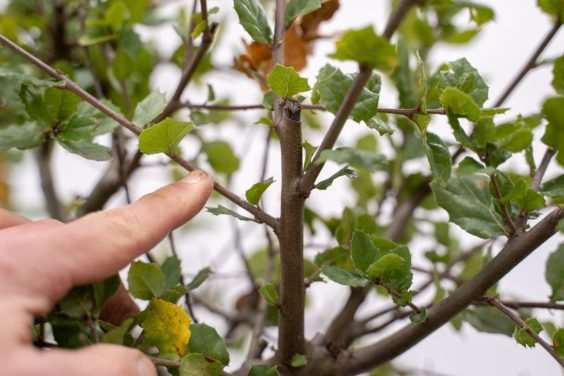 怎么修剪海岸活橡树盆景的主要分支 图片