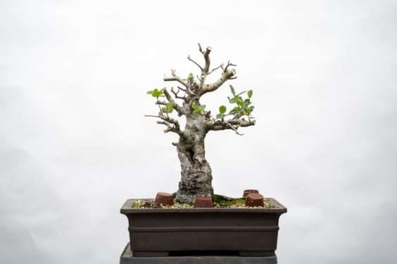 怎么修剪海岸活橡树盆景的主要分支 图片