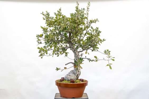 橡树盆景修剪前后 对比图片