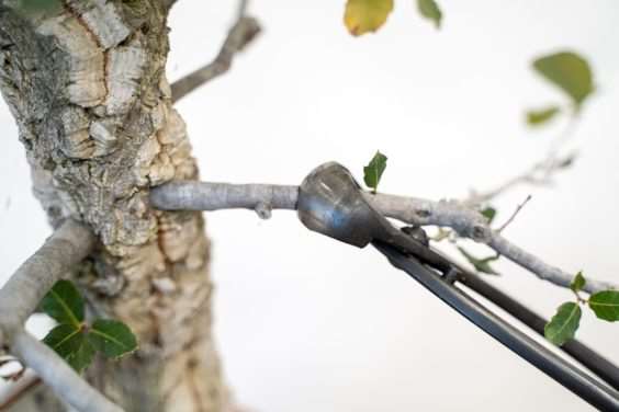 橡树盆景修剪前后 对比图片