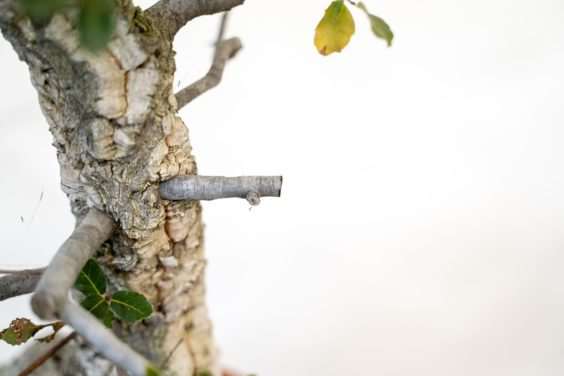 橡树盆景修剪前后 对比图片