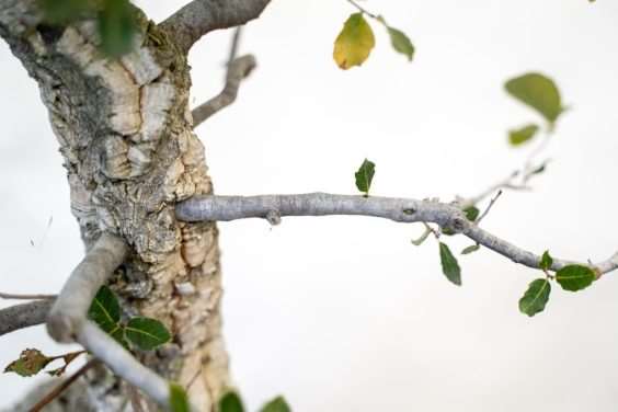 橡树盆景修剪前后 对比图片