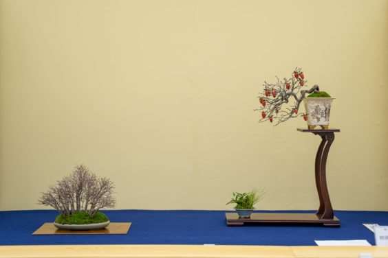 2019 Gafu-10 小品盆景展 图片