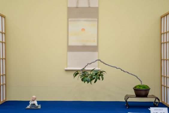 2019 Gafu-10 小品盆景展 图片