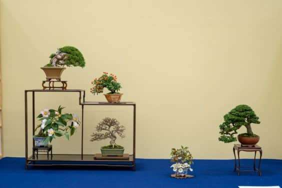 2019 Gafu-10 小品盆景展 图片