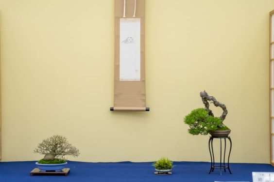 2019 Gafu-10 小品盆景展 图片