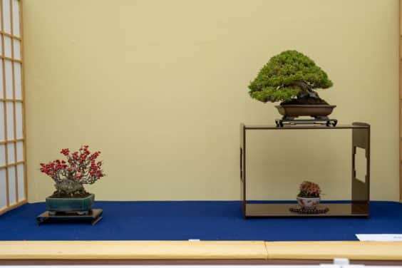 2019 Gafu-10 小品盆景展 图片