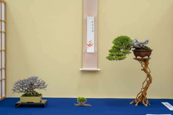 2019 Gafu-10 小品盆景展 图片