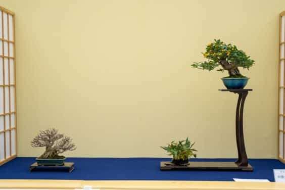 2019 Gafu-10 小品盆景展 图片