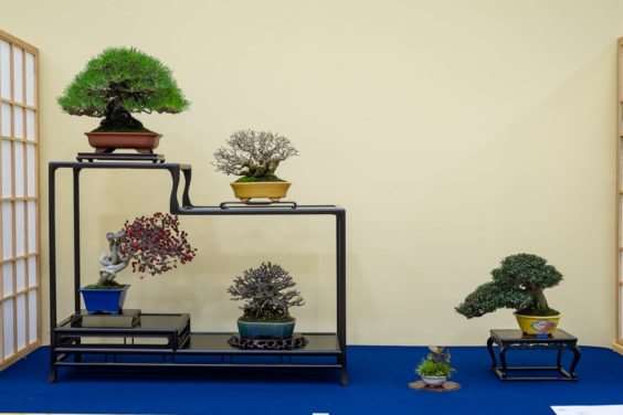 2019 Gafu-10 小品盆景展 图片