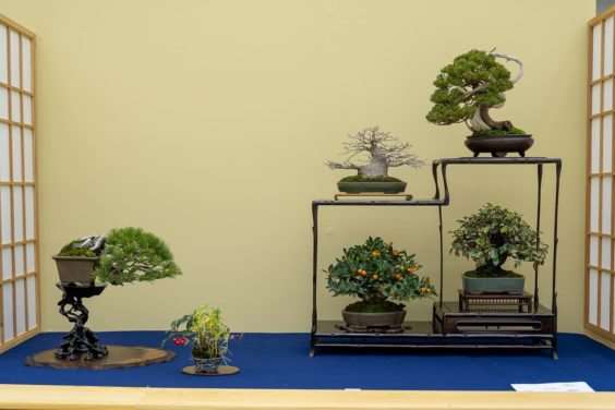 2019 Gafu-10 小品盆景展 图片