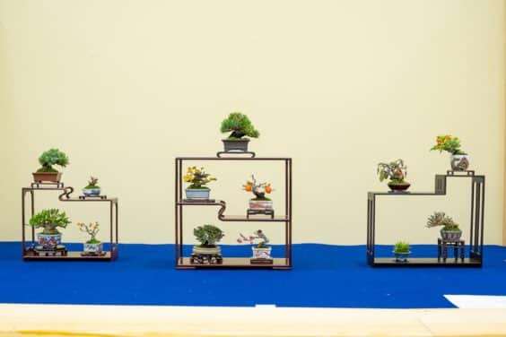 2019 雅府十所的小品盆景展 图片