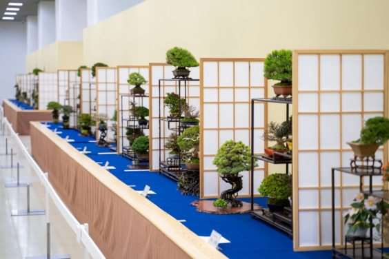 2019 雅府十所的小品盆景展 图片