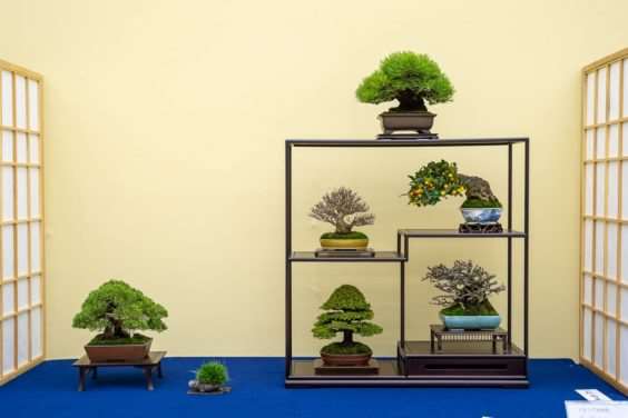 2019 雅府十所的小品盆景展 图片