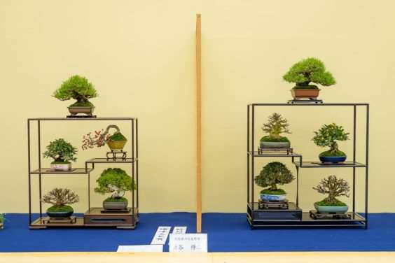 2019 雅府十所的小品盆景展 图片