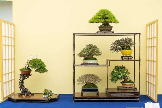 2019 雅府十所的小品盆景展 图片