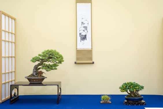 2019 雅府十所的小品盆景展 图片