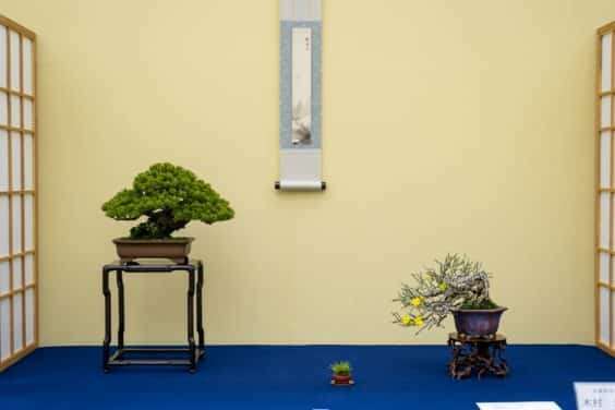 2019 雅府十所的小品盆景展 图片