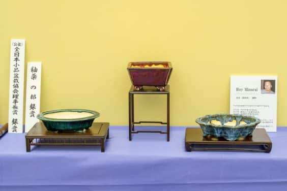 2019 雅府盆景盆子展 图片