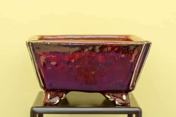 2019 雅府盆景盆子展 图片