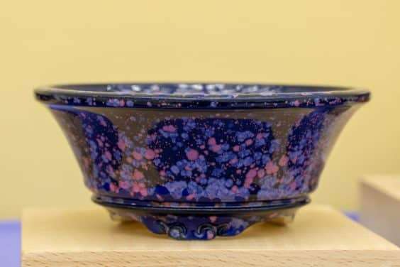 2019 雅府盆景盆子展 图片