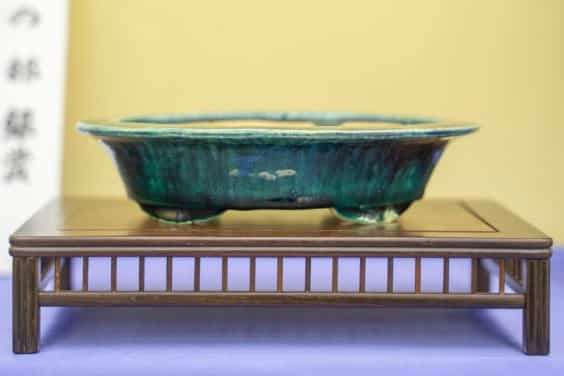 2019 雅府盆景盆子展 图片