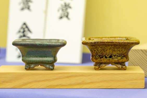 2019 雅府盆景盆子展 图片